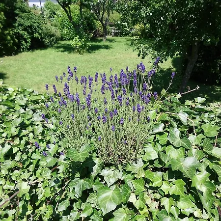 Apartment In Langewiese Sauerland With Garden